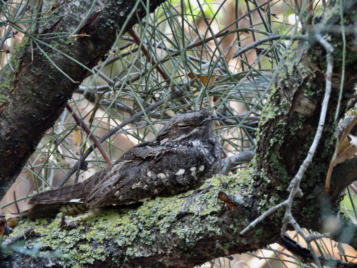 Eurasian Nightjar - ML624552969