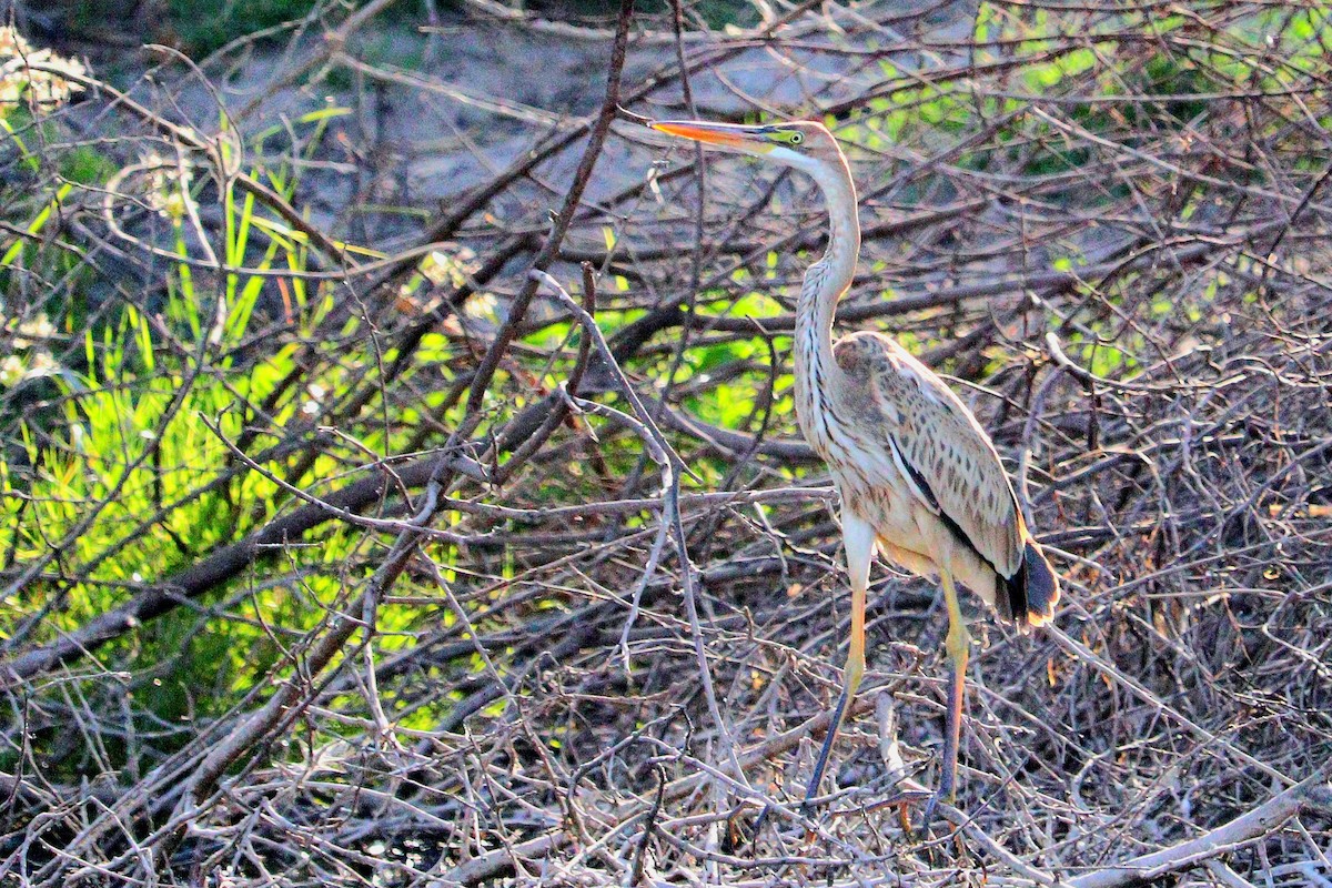 Purple Heron - Ismael Khalifa