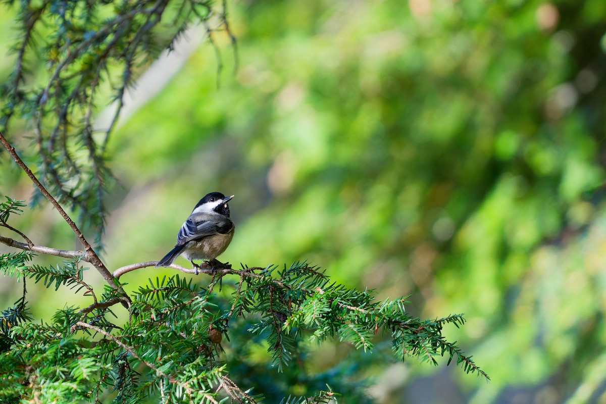 Black-capped Chickadee - ML624553031