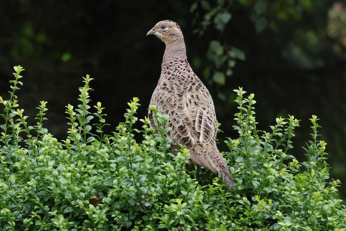 Ring-necked Pheasant - howard  taffs