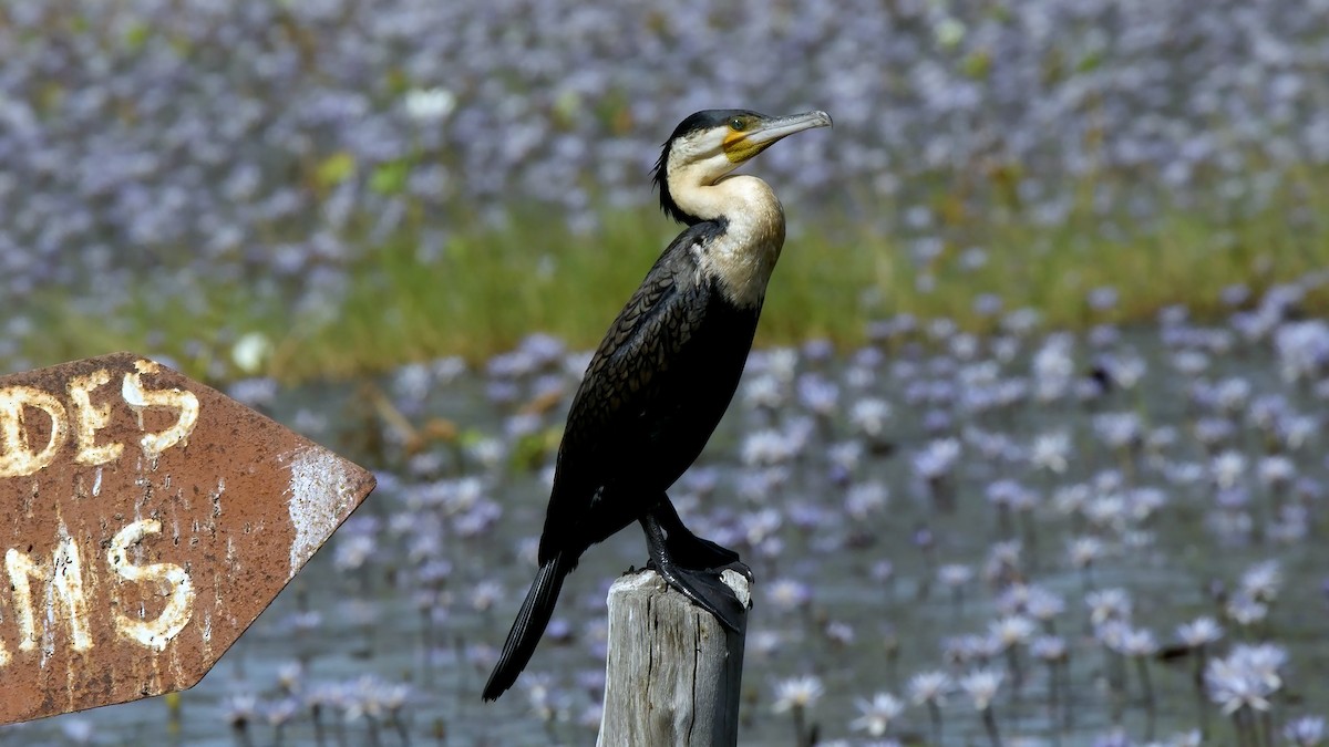 kormorán velký (ssp. lucidus) - ML624553036