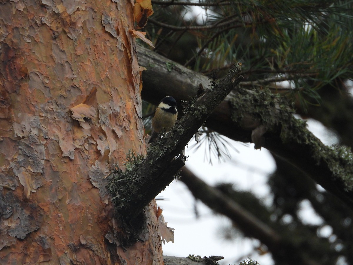 Coal Tit - Franqui Illanes