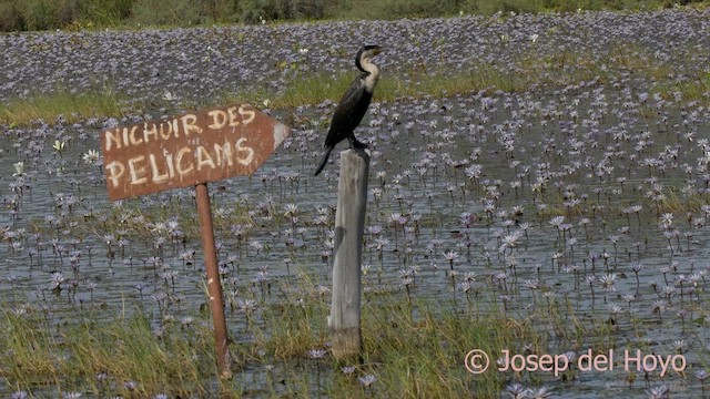 Great Cormorant (White-breasted) - ML624553052