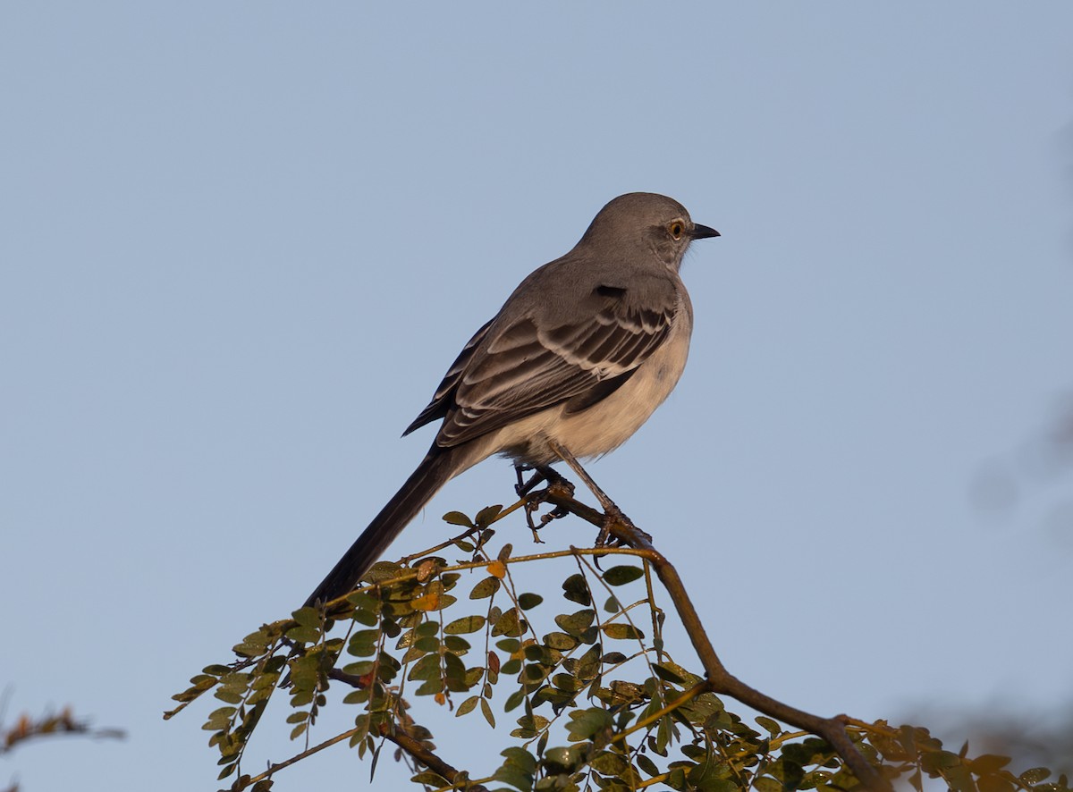 Northern Mockingbird - ML624553054