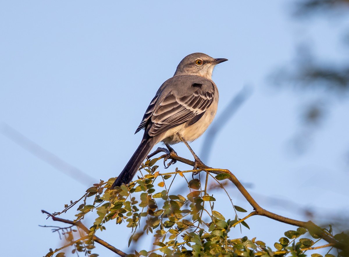 Northern Mockingbird - ML624553055