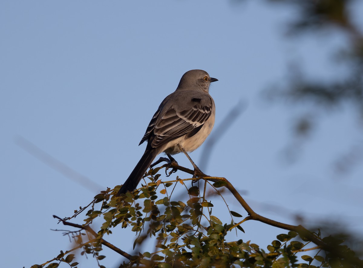 Northern Mockingbird - ML624553056