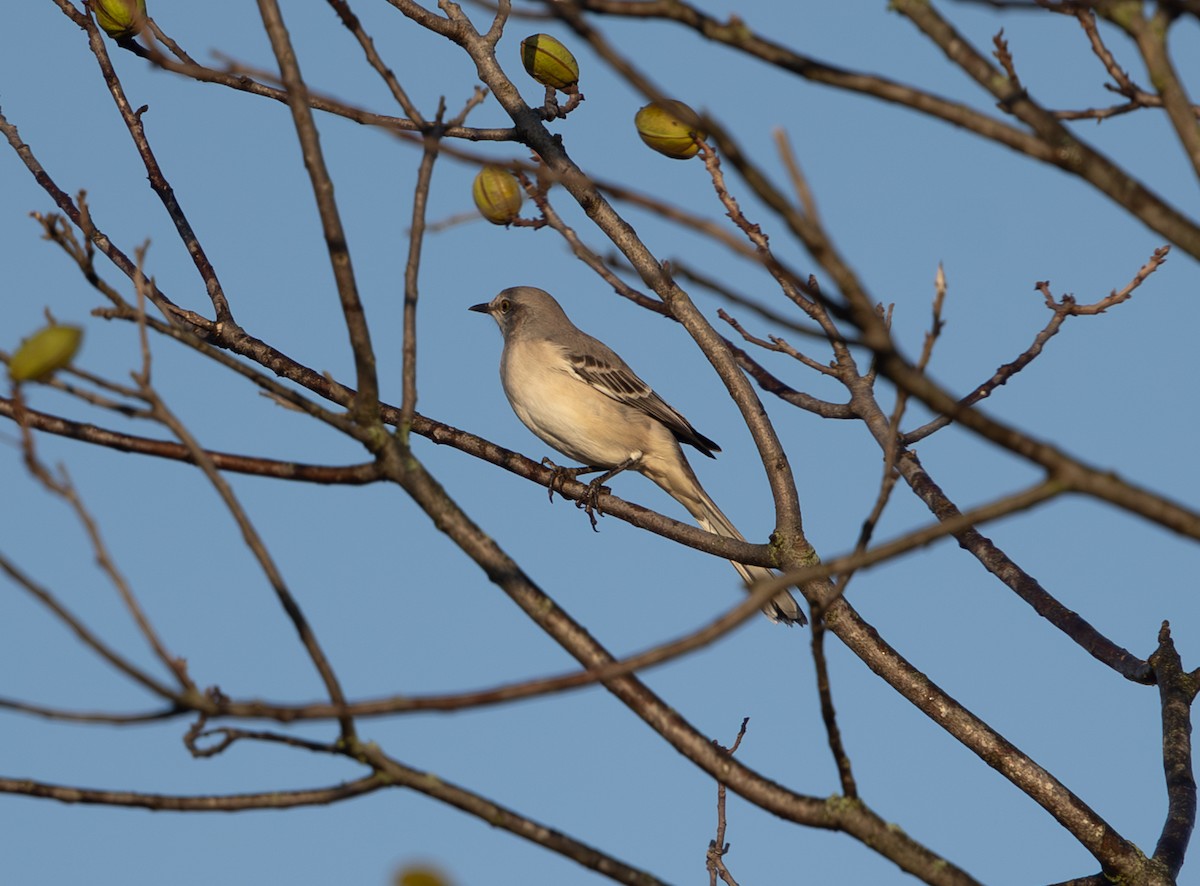 Northern Mockingbird - ML624553057