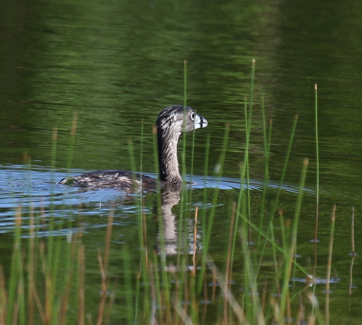 Pied-billed Grebe - ML624553117