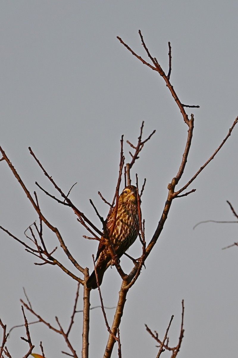 Red-winged Blackbird - Eileen Gibney