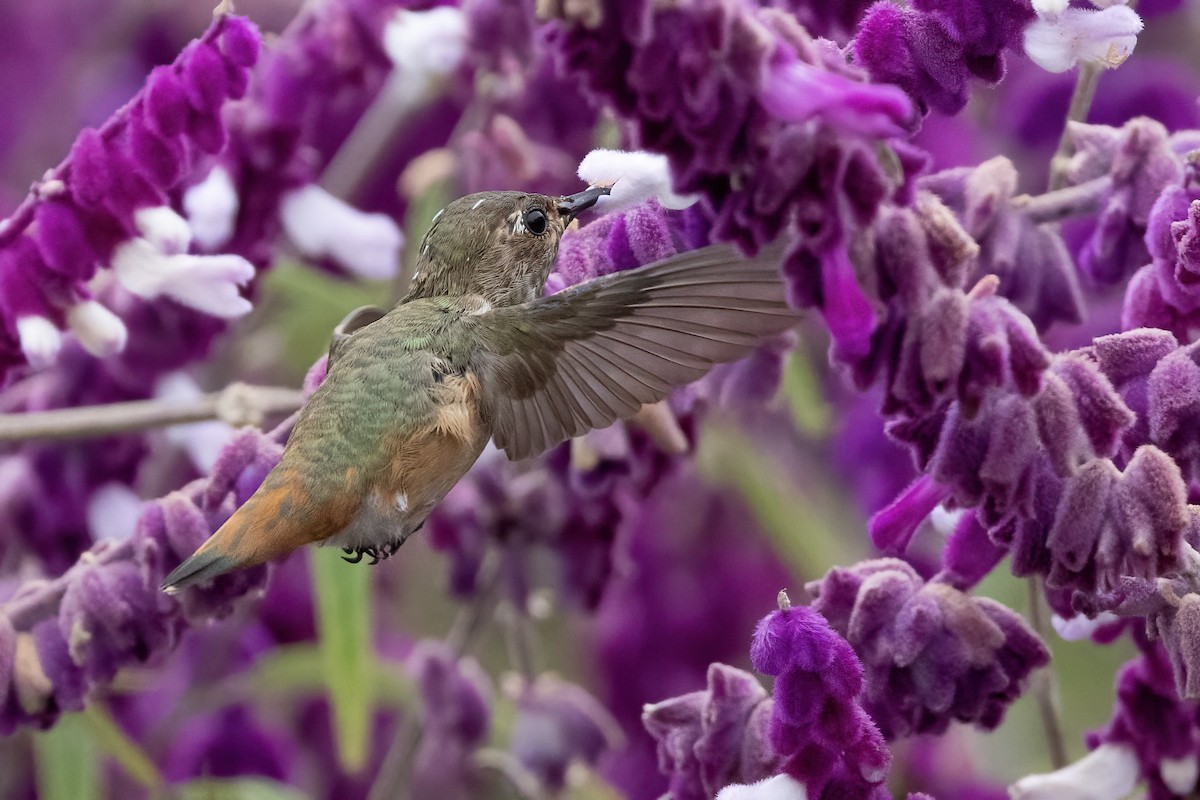 Rufous/Allen's Hummingbird - ML624553305