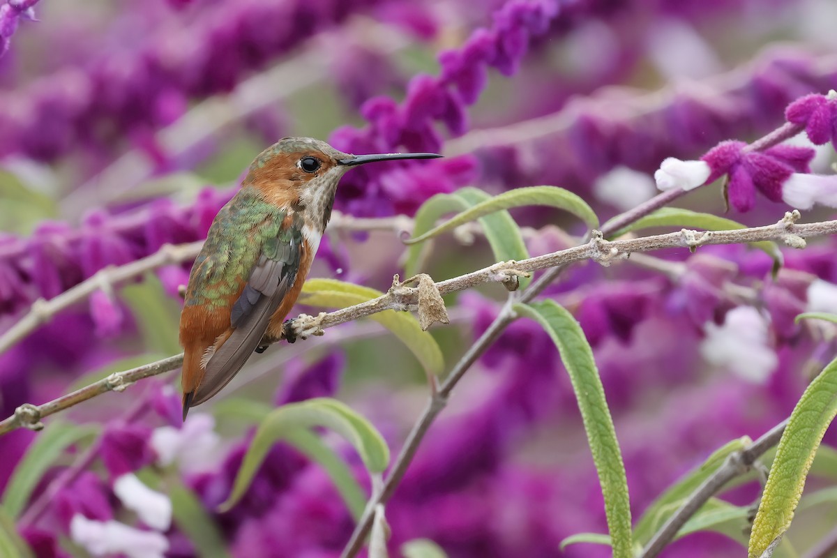 Rufous/Allen's Hummingbird - ML624553307