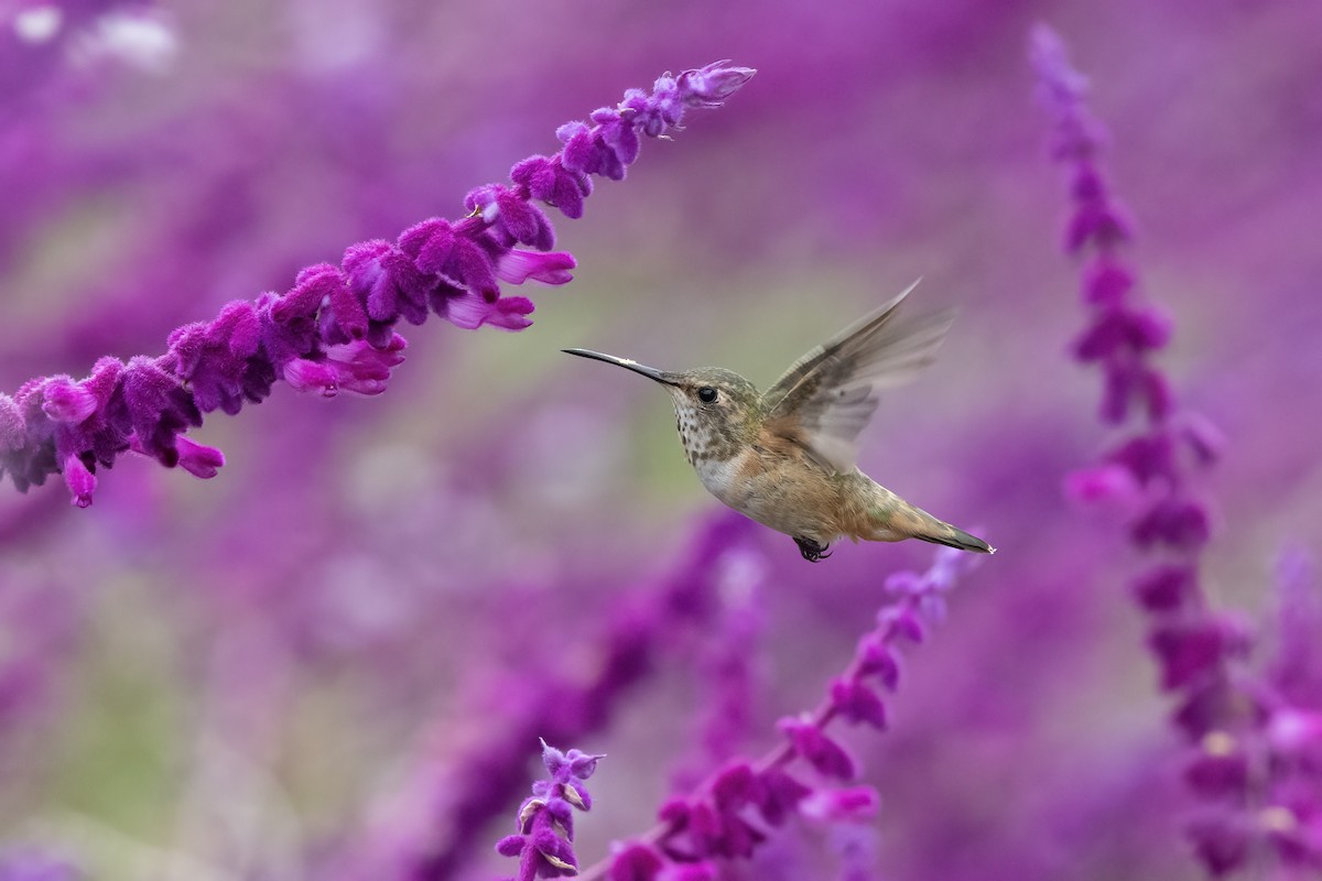 Rufous/Allen's Hummingbird - ML624553310