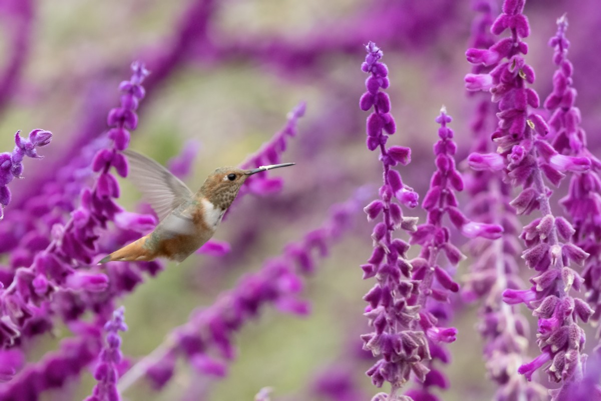 Rufous/Allen's Hummingbird - ML624553313