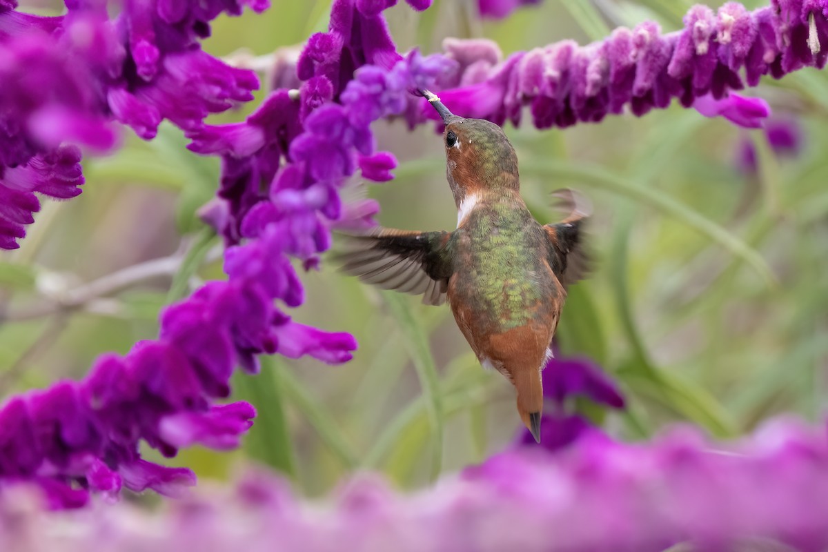 Rufous/Allen's Hummingbird - ML624553315