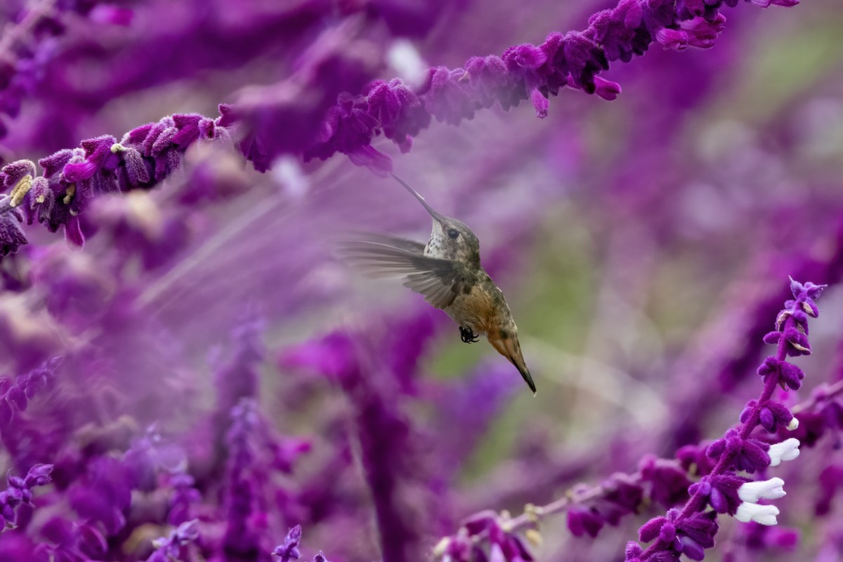 Rufous/Allen's Hummingbird - ML624553323