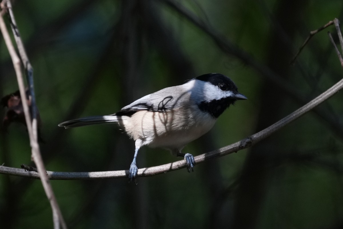 Carolina Chickadee - ML624553362