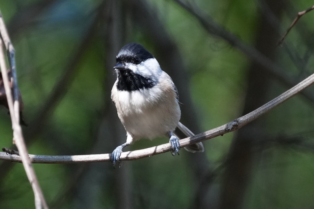 Carolina Chickadee - ML624553363