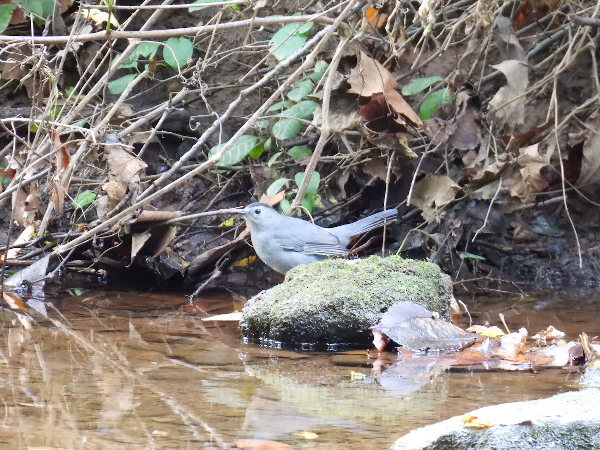 Gray Catbird - ML624553364