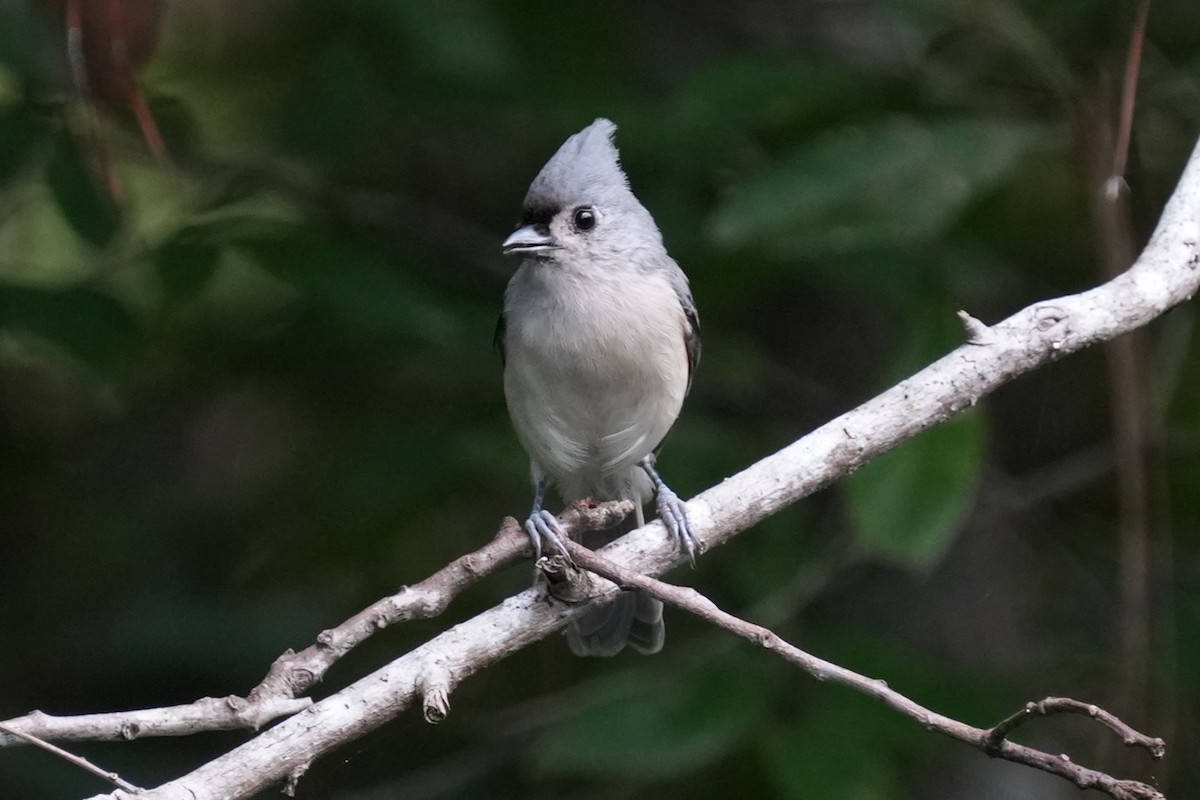 Tufted Titmouse - ML624553365