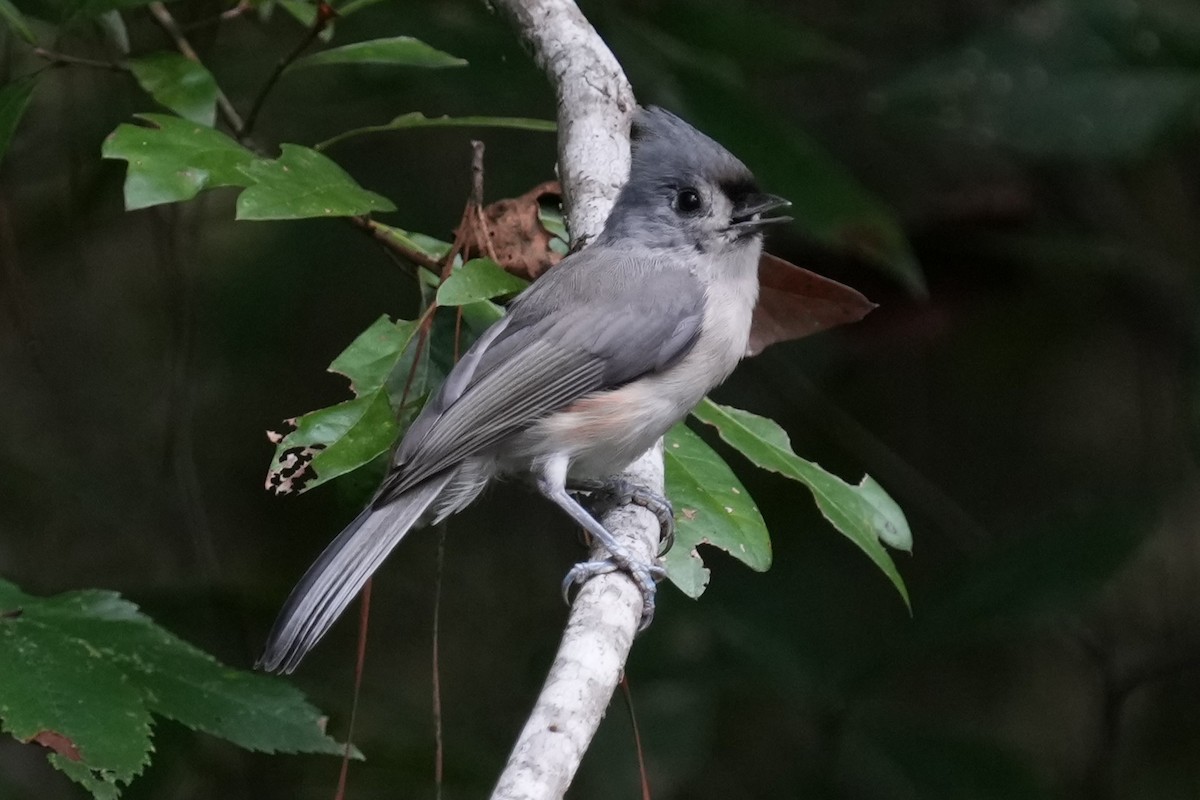 Tufted Titmouse - ML624553366