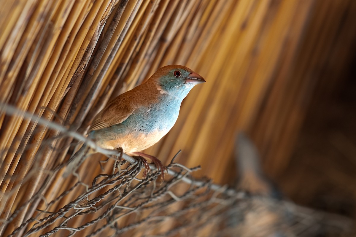 Southern Cordonbleu - ML624553367