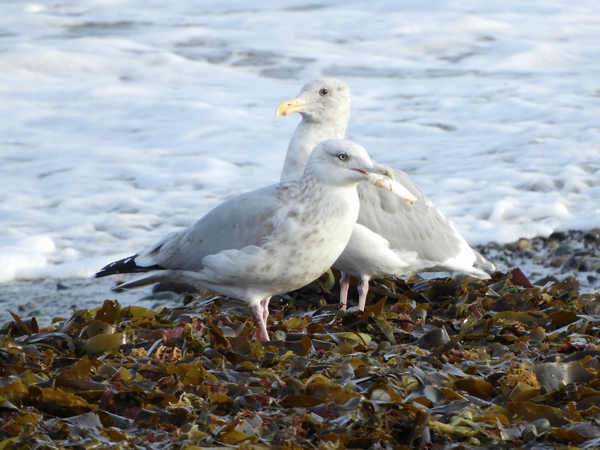 Herring Gull - Bob Boekelheide