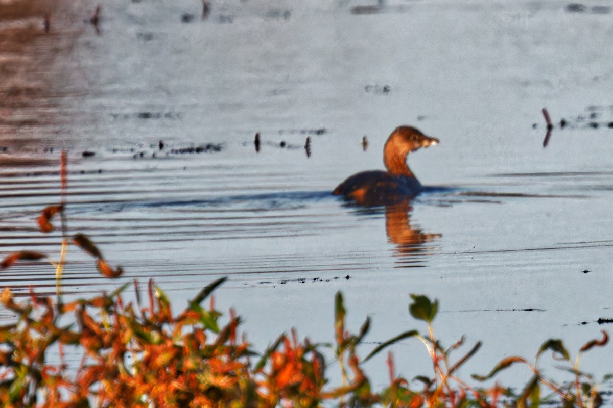 Pied-billed Grebe - ML624553373