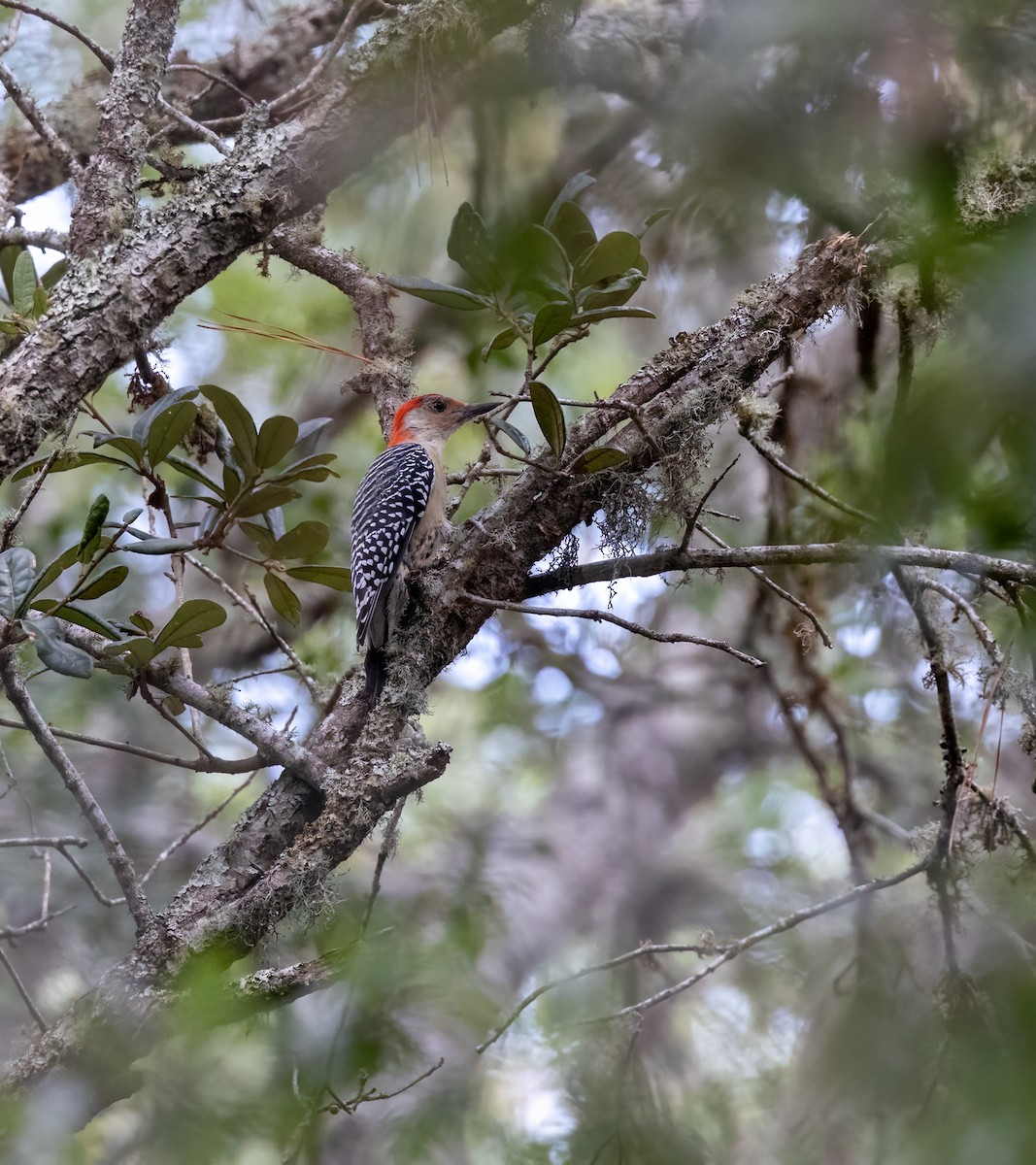 Red-bellied Woodpecker - ML624553375