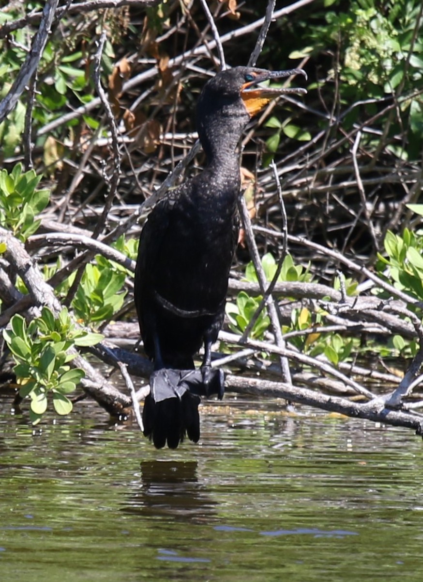 Double-crested Cormorant - ML624553376