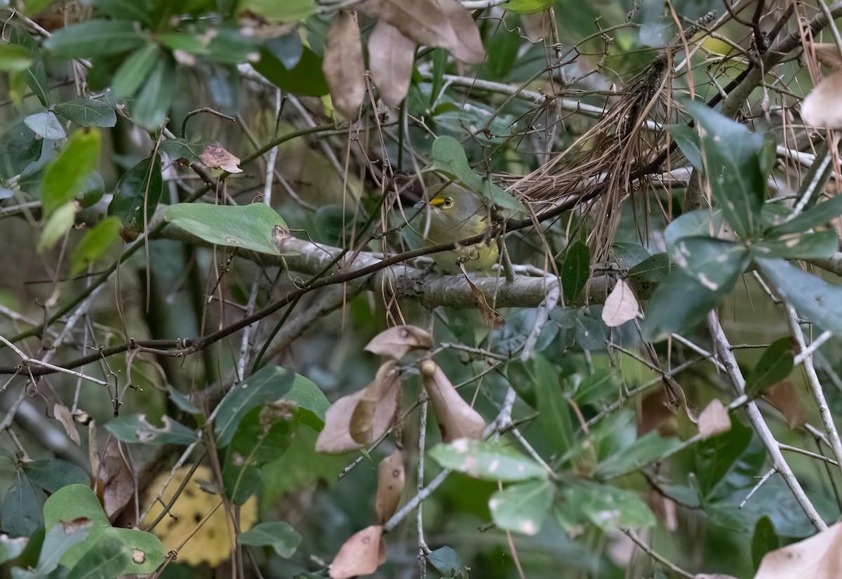 White-eyed Vireo - ML624553387