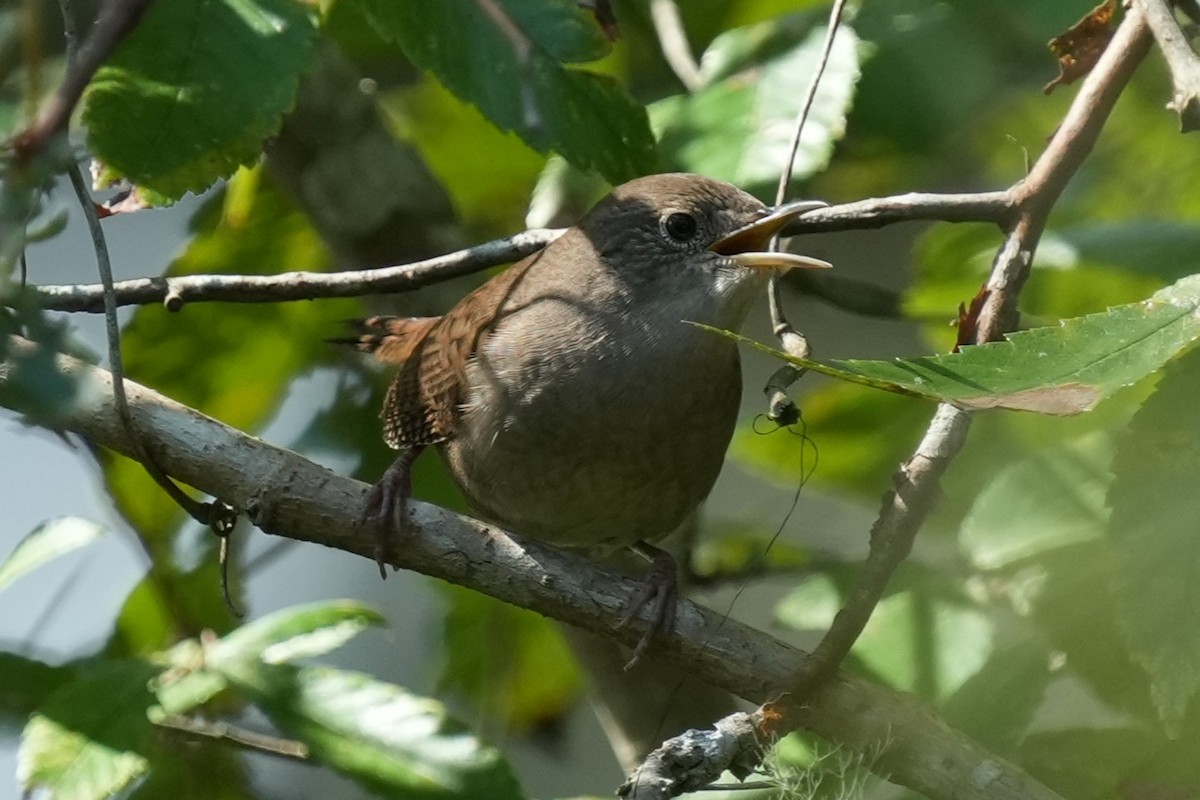 Northern Cardinal - ML624553389