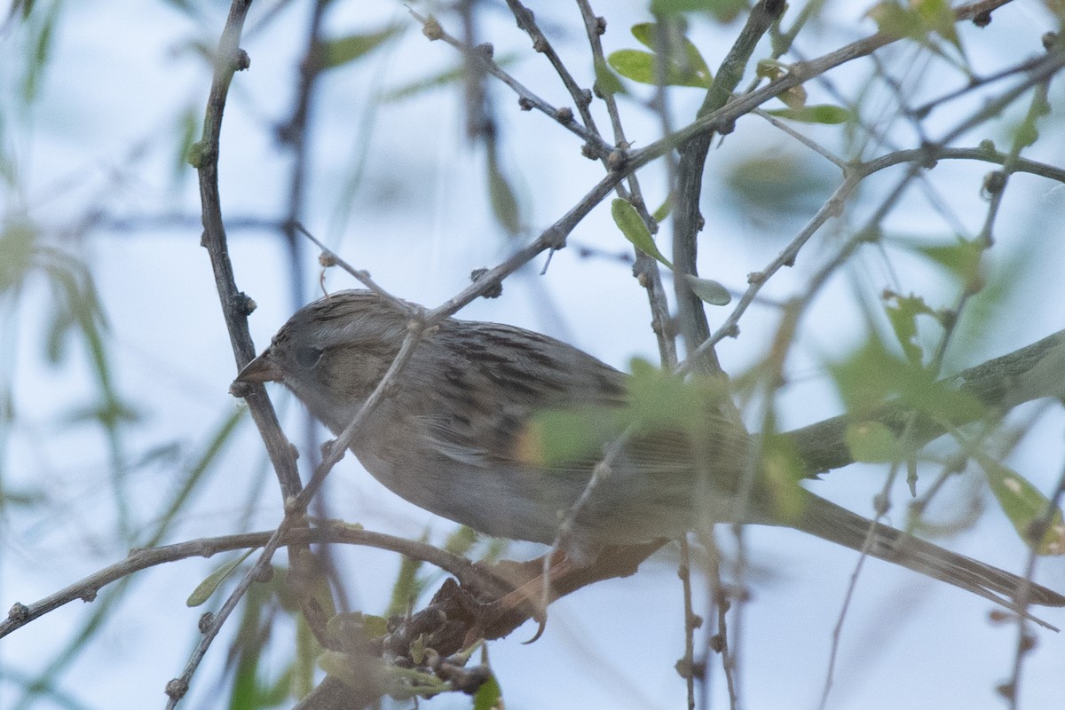 Brewer's Sparrow - ML624553390