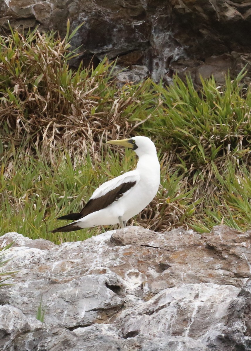 藍臉鰹鳥 - ML624553422