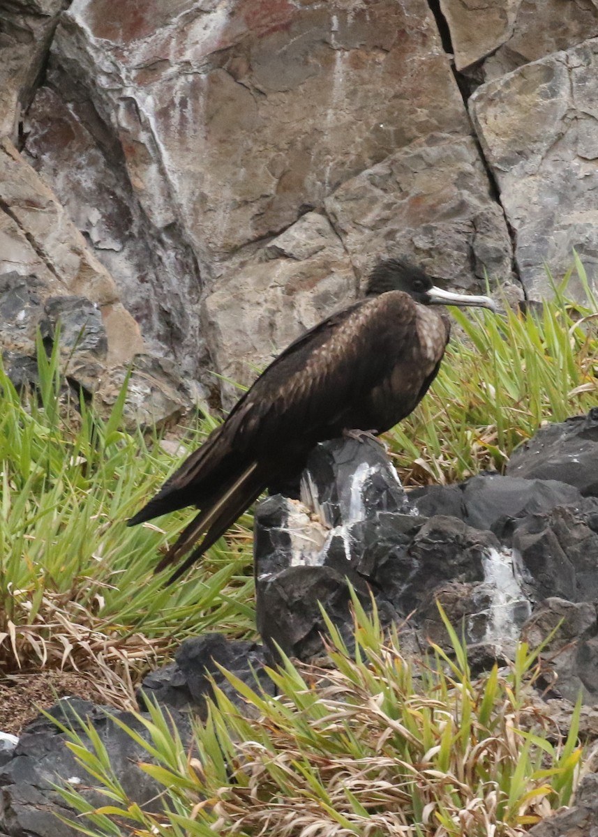 Great Frigatebird - ML624553456