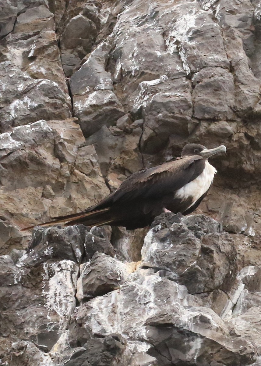 Great Frigatebird - ML624553476