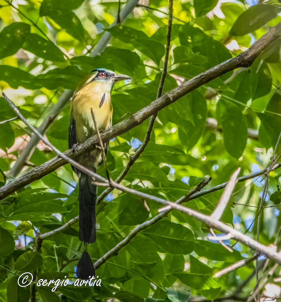 Blue-capped Motmot - sergio Avitia Estrada