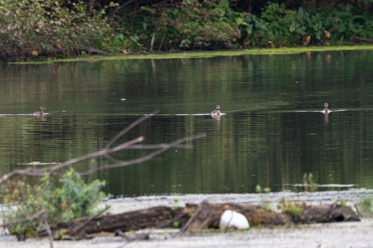 Pied-billed Grebe - ML624553510