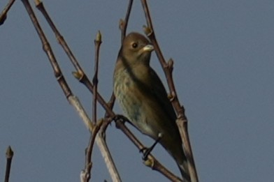 Indigo Bunting - Brandon Johnson