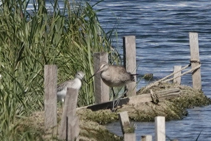 Hudsonian Godwit - Jo Fasciolo