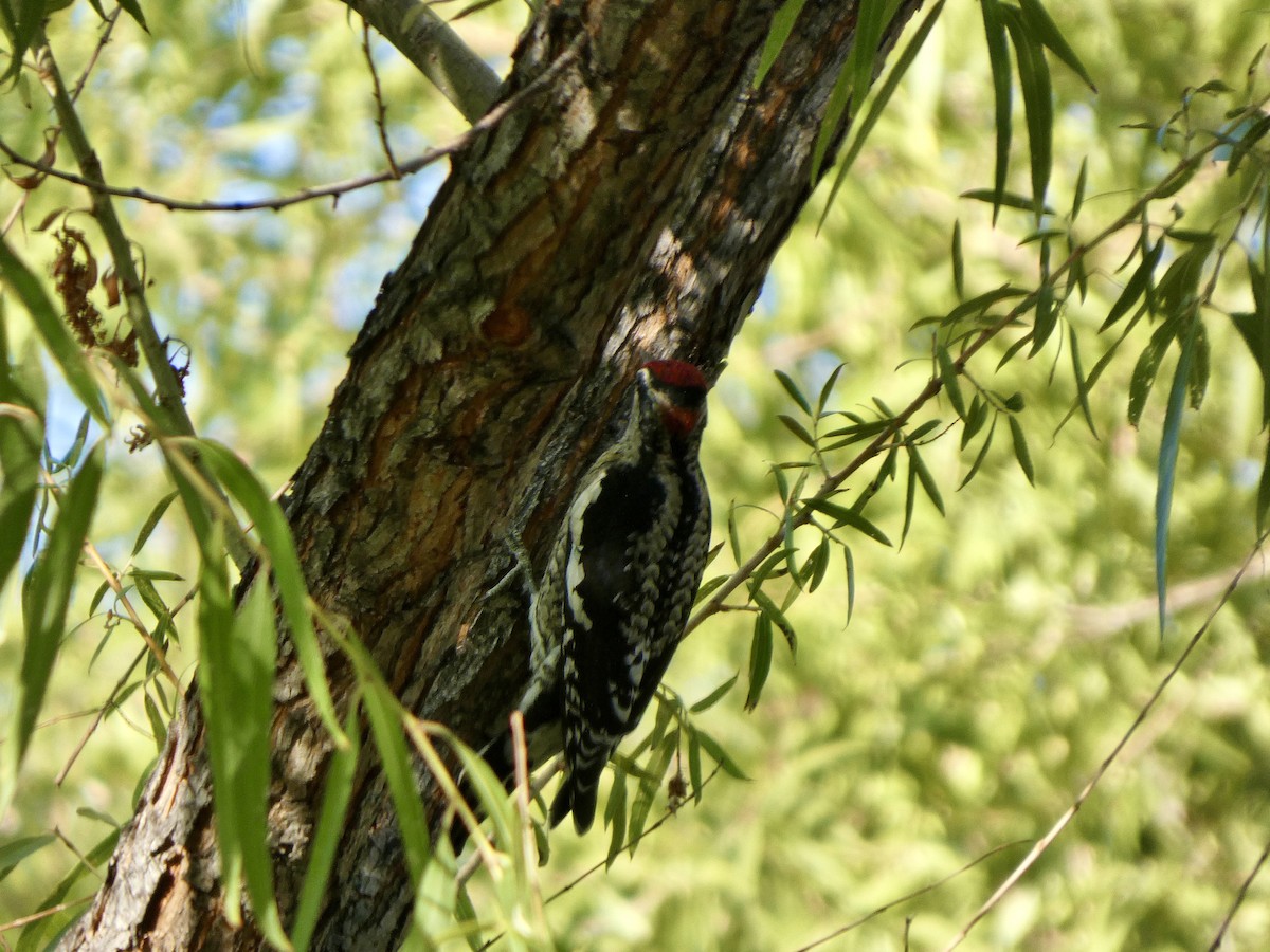 Red-naped Sapsucker - Heidi Erstad