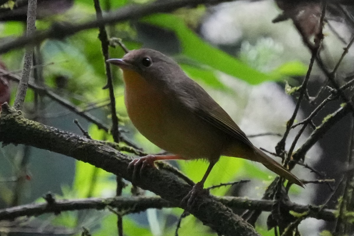 Common Yellowthroat - Brandon Johnson