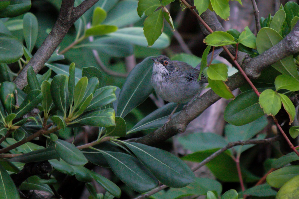 Sardinian Warbler - ML624553621