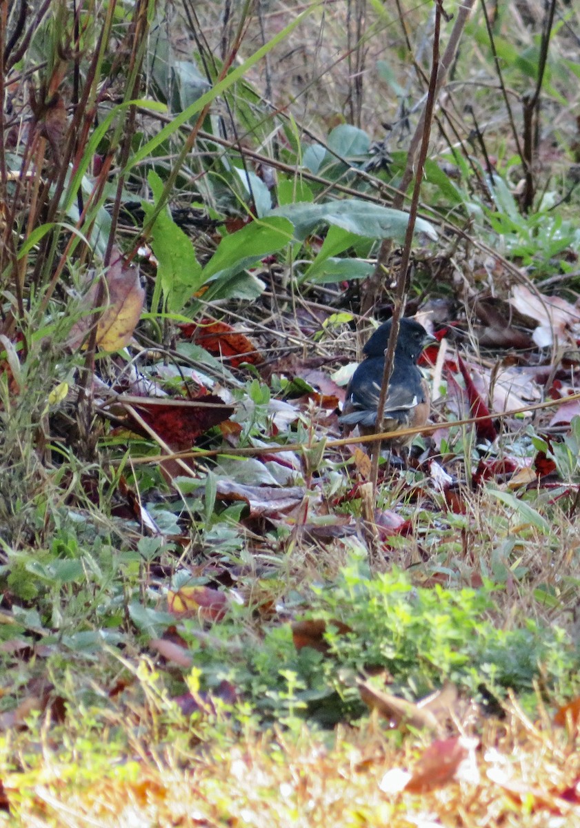 Eastern Towhee - ML624553622