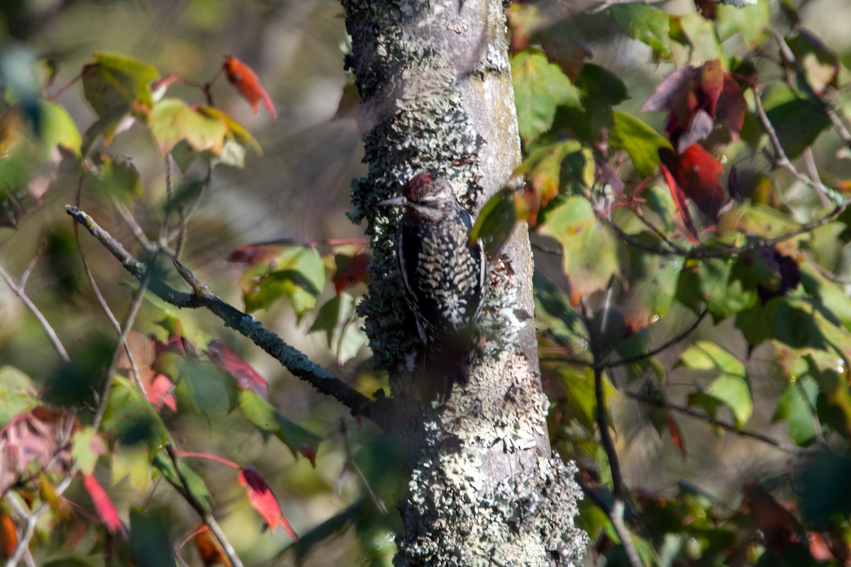 Yellow-bellied Sapsucker - ML624553642