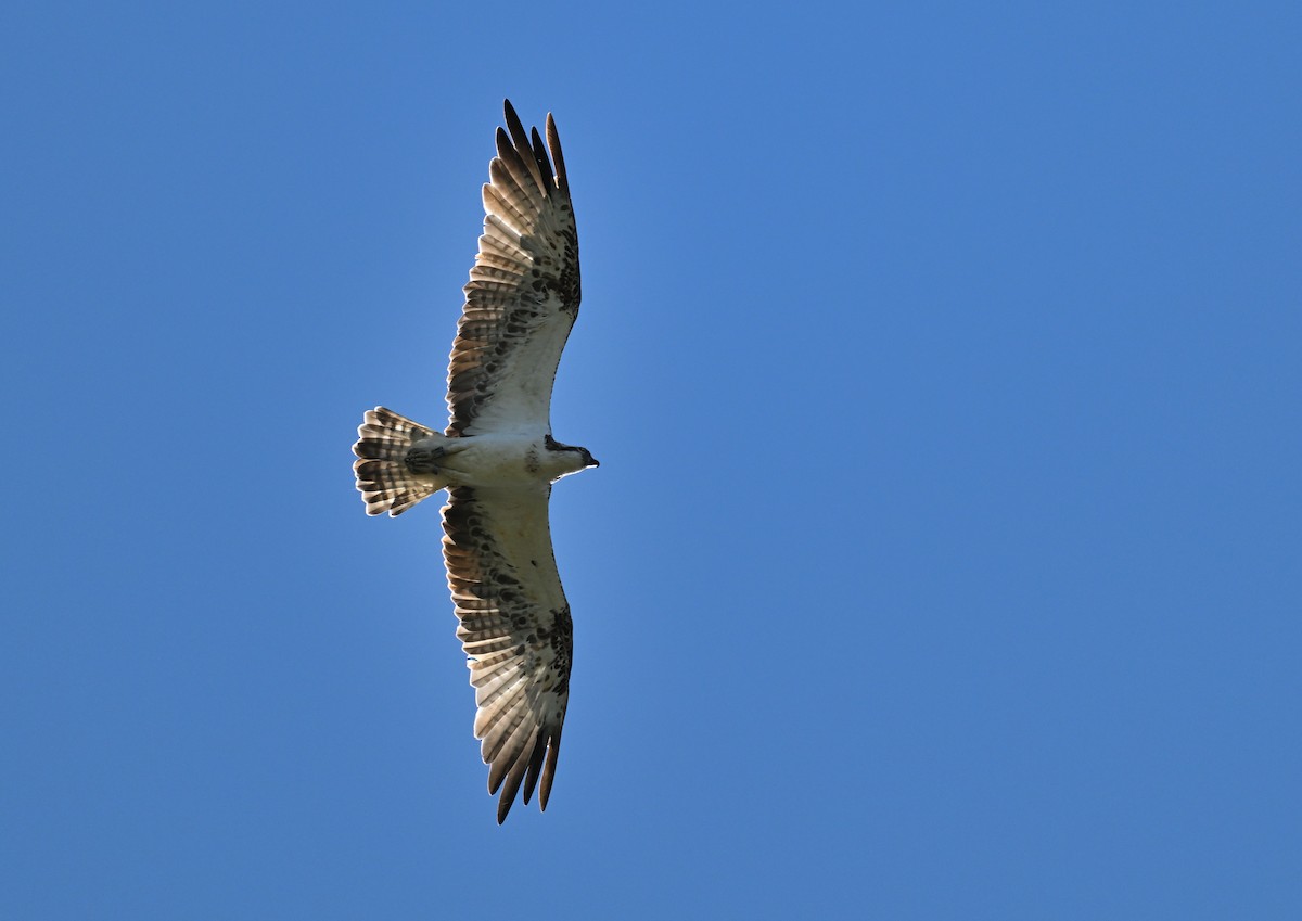 Osprey - ML624553643