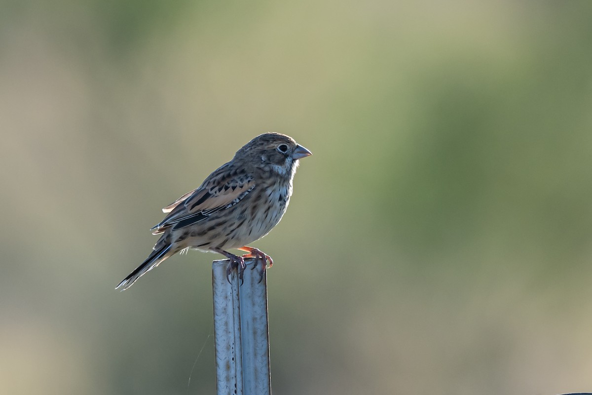 Lark Bunting - ML624553644