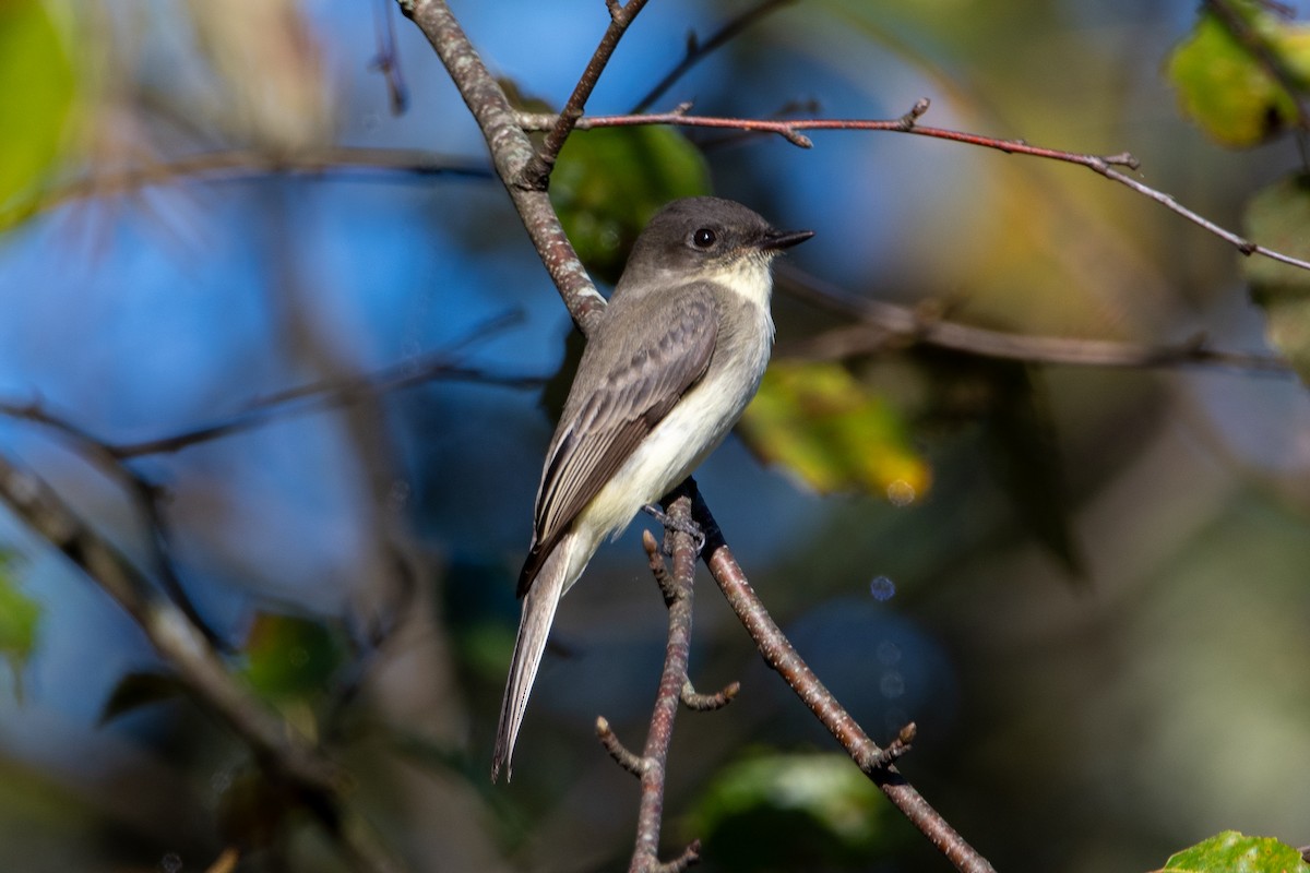 Eastern Phoebe - ML624553645