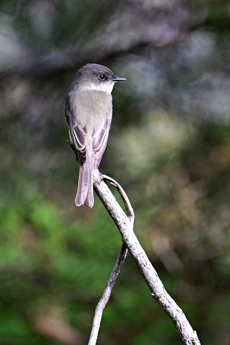 Eastern Phoebe - ML624553646