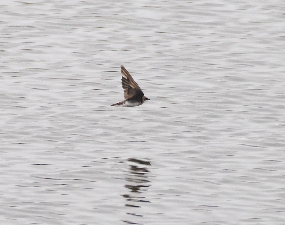 Tree Swallow - ML624553650