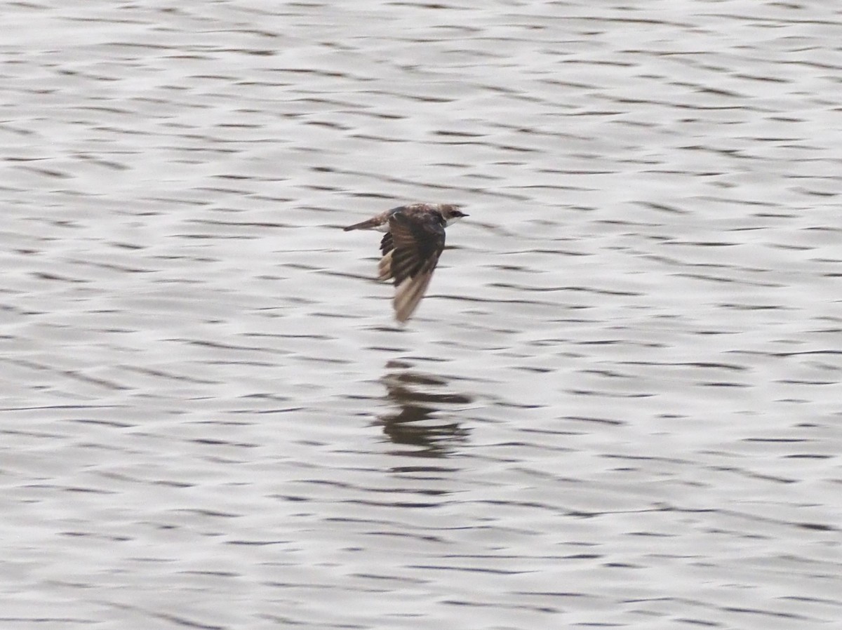 Tree Swallow - ML624553653